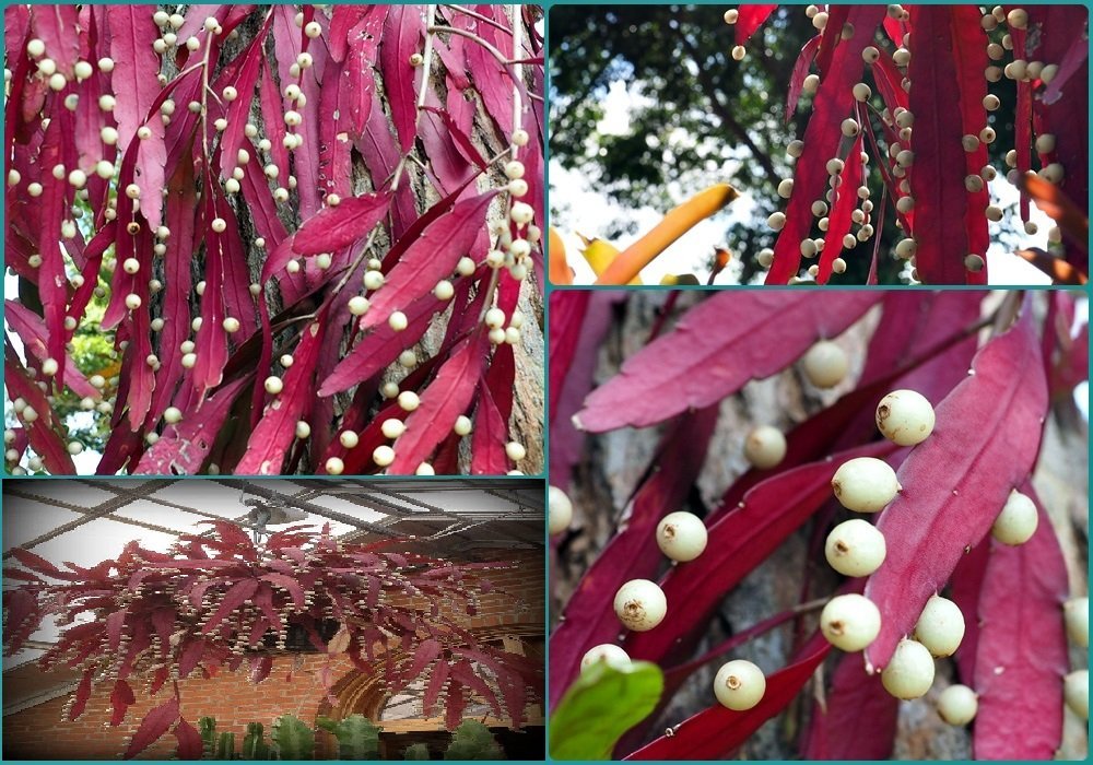 Red Mistletoe Cactus Rhipsalis Seeds – Heirloom Non-GMO Succulent for Home Garden Planting