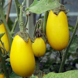 Vegetable Seeds,Garden seeds, Seeds For Planting,Plant Seeds
