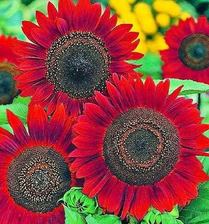 Red Moulin Sunflower Flower Seeds for Planting – Heirloom Non-GMO, High Germination Organic Garden Seeds