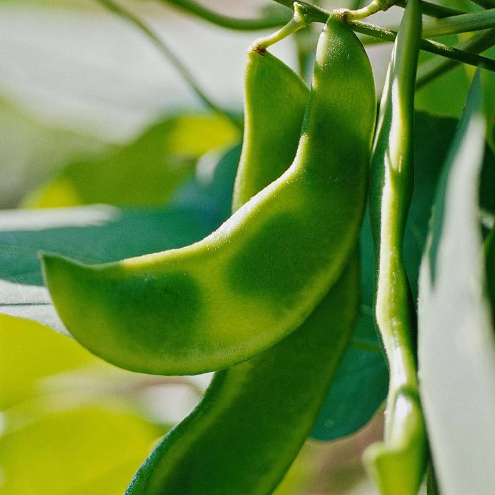 Green Lima Bean Vegetable Seeds for Planting – Heirloom & Non-GMO Garden Seeds for Nutritious Legumes