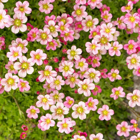 Flower Seeds, Seeds,Seeds For Planting,Plant Seeds