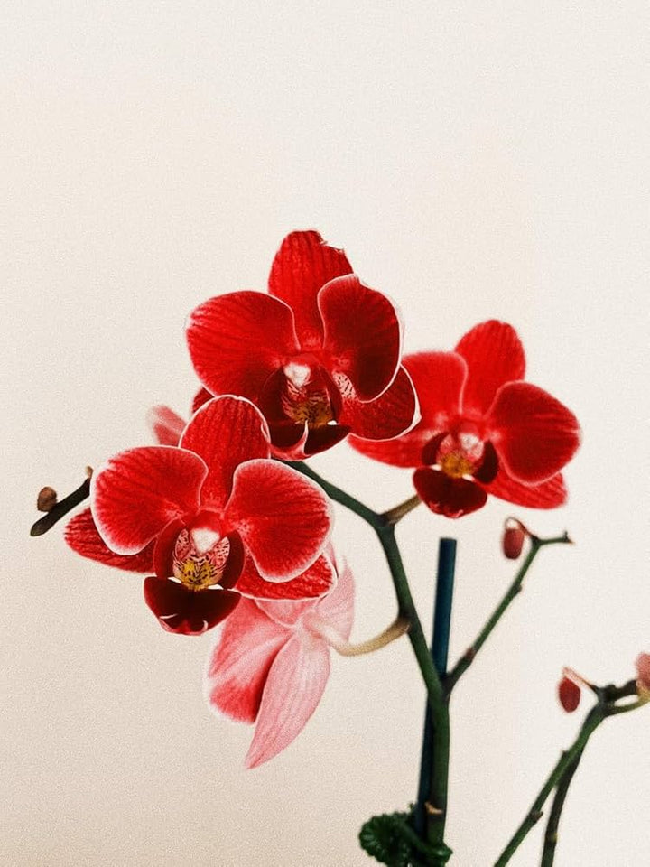 Deep Red Phalaenopsis Orchid Flower Seeds for Planting – Heirloom, Non-GMO, Premium Quality, High Germination