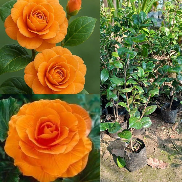 Camellia Orange Flower Seeds for Planting – Heirloom Non-GMO, High Germination Organic Garden Seeds