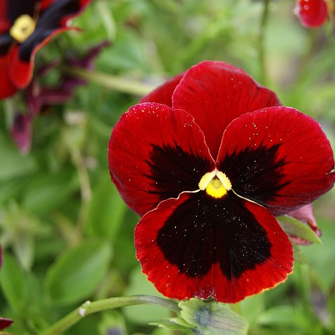 Pansy Flower Seeds for Planting Red 100 pcs – Heirloom, Non-GMO, High Germination Organic Garden Seeds