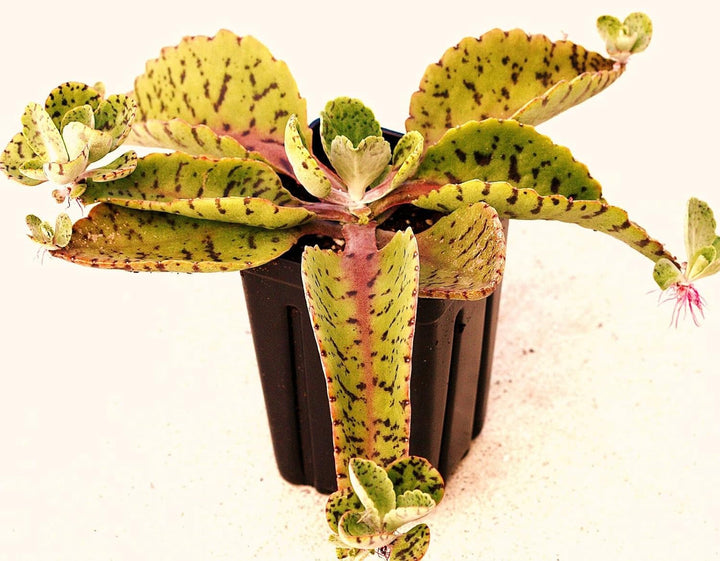 Flower Seeds, Seeds,Seeds For Planting,Plant Seeds