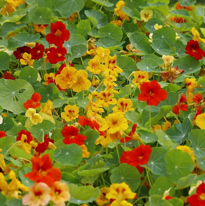 Flower Seeds, Seeds,Seeds For Planting,Plant Seeds