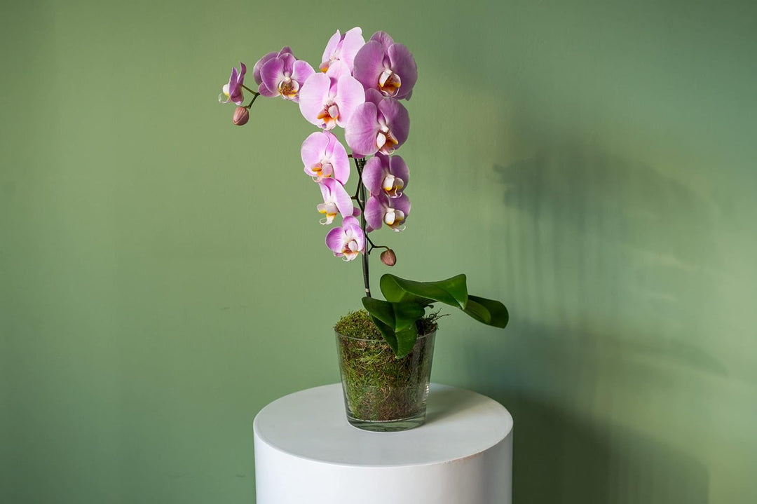 Flower Seeds, Seeds,Seeds For Planting,Plant Seeds