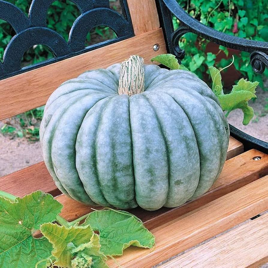 Blue Pumpkin Vegetable Seeds for Planting – Heirloom &amp; Non-GMO Seeds for Unique Colorful Gardens