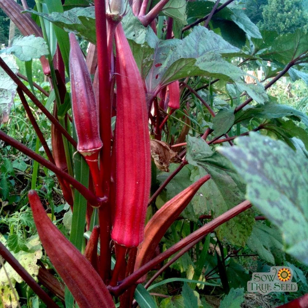 Red Okra Vegetable Seeds for Planting – Heirloom & Non-GMO Seeds for Crisp, Colorful Garden Pods
