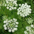 Caraway Seeds for Planting – Heirloom, Non-GMO Aromatic Herb for Culinary and Pollinator Gardens