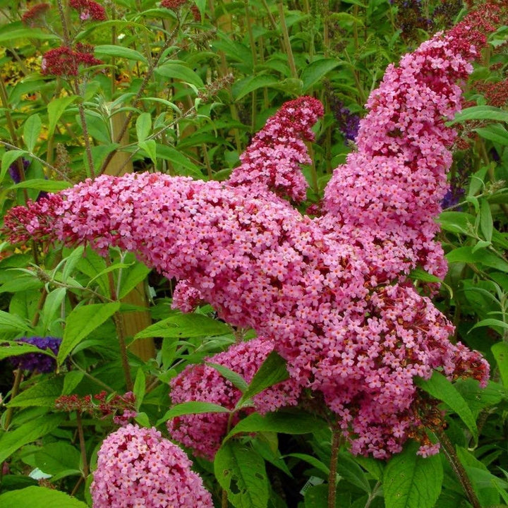 Flower Seeds, Seeds,Seeds For Planting,Plant Seeds
