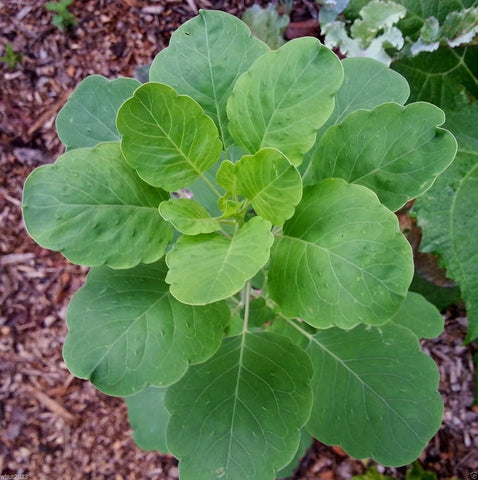 Flower Seeds, Seeds,Seeds For Planting,Plant Seeds