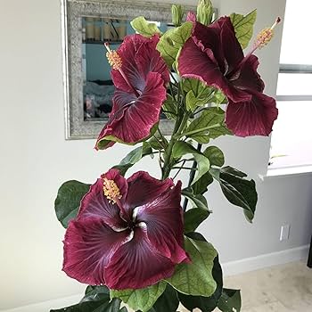 Red Black Hibiscus Flower Seeds – Heirloom, Non-GMO, High Germination Organic Garden Seeds for Planting