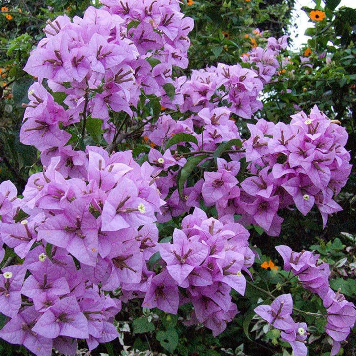Bougainvillea Lavender Flower Seeds for Planting – Heirloom Non-GMO, High Germination Organic Garden Seeds
