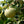 Aegle Marmelos fruit seeds for planting - Heirloom & Non-GMO garden seeds for citrus-flavored herbal trees