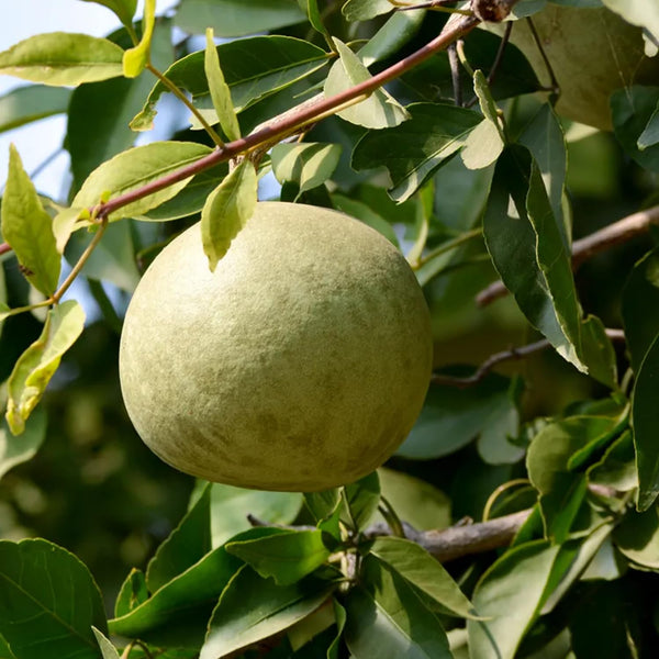 Aegle Marmelos fruit seeds for planting - Heirloom & Non-GMO garden seeds for citrus-flavored herbal trees