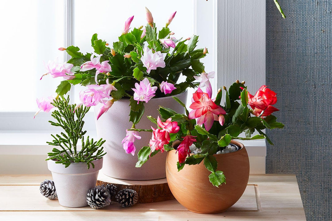 Mixed Zygocactus Truncatus Flower Seeds for Planting – Heirloom Non-GMO, High Germination Organic Garden Seeds