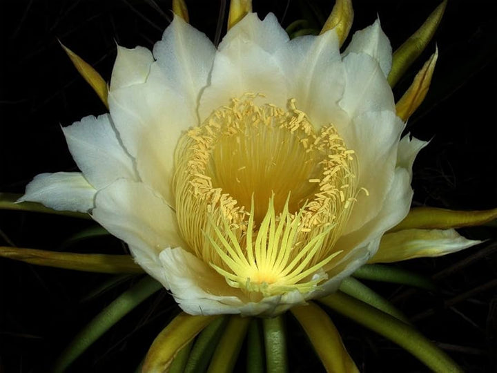 Cereus Flower Seeds for Planting – Heirloom Non-GMO Perfect for Borders Organic Garden Seeds