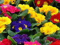 Mixed Primula Malacoides Flower Seeds for Planting – Heirloom, Non-GMO, High Germination Organic Garden Seeds