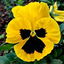 Flower Seeds, Seeds,Seeds For Planting,Plant Seeds