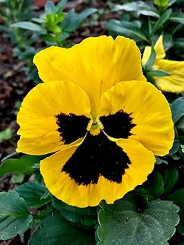 Flower Seeds, Seeds,Seeds For Planting,Plant Seeds