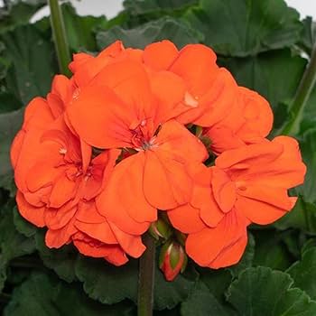 Orange Geranium Zonal Flower Seeds for Planting – Heirloom Non-GMO, High Germination Organic Garden Seeds
