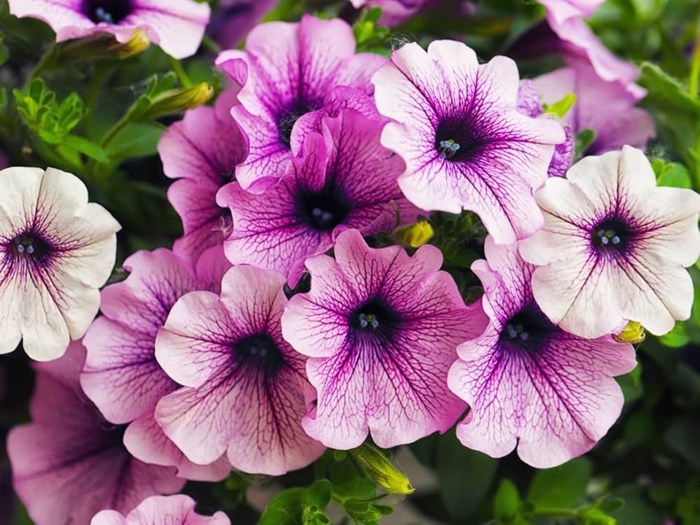 Pink Black Petunia Flower Seeds for Planting – Heirloom Non-GMO Organic Garden Seeds, High Germination
