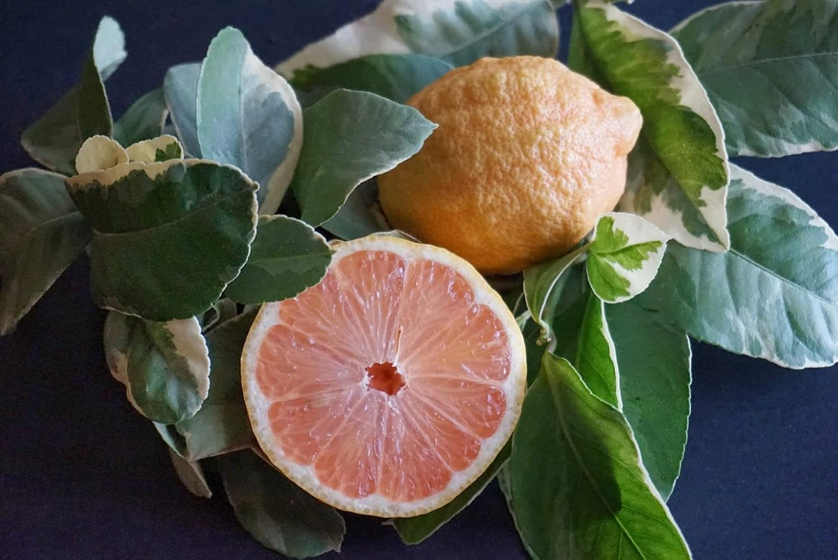 Pink Eureka Lemon Fruit Seeds for Planting – Heirloom, Non-GMO, Zesty Variegated Citrus Garden Seeds