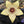 Flower Seeds, Seeds,Seeds For Planting,Plant Seeds