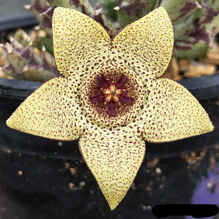 Flower Seeds, Seeds,Seeds For Planting,Plant Seeds