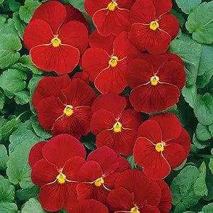 Pansy Flower Seeds for Planting Red  – Heirloom, Non-GMO, High Germination Organic Garden Seeds