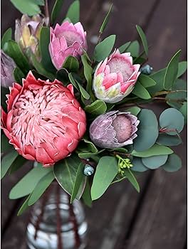 Protea Flower Seeds for Planting – Perfect for Borders, Heirloom Non-GMO, High Germination Organic Garden Seeds