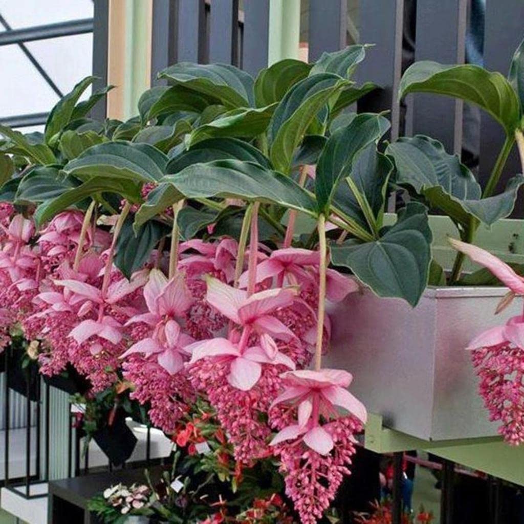 Medinilla Pink Flower Seeds for Planting – Heirloom Non-GMO Cottage Garden Essential