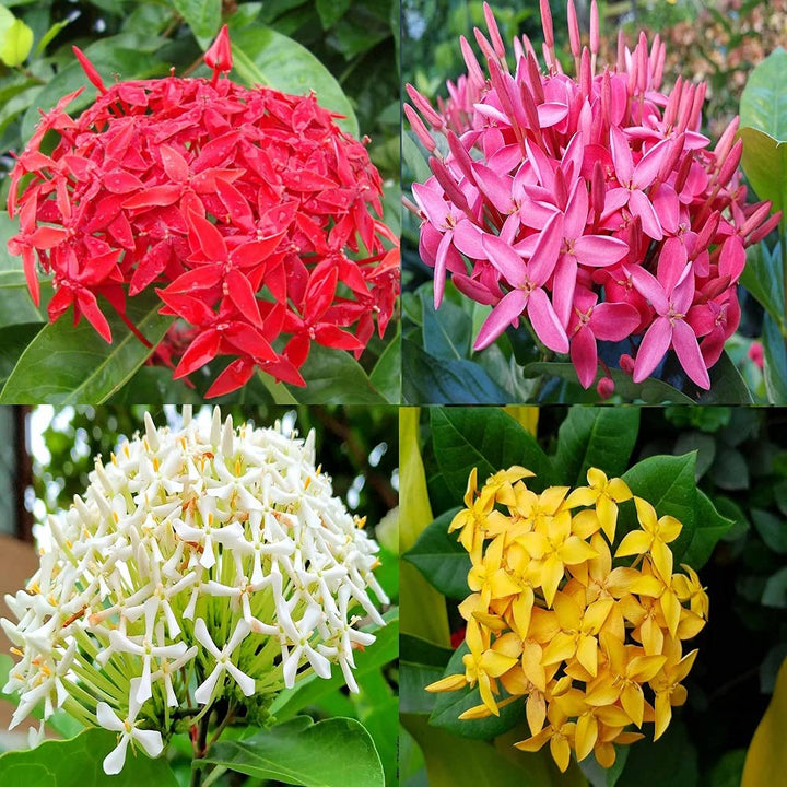 Ixora Flower Seeds for Planting – Fragrant Blossoms, Heirloom Non-GMO, High Germination Organic Garden Seeds