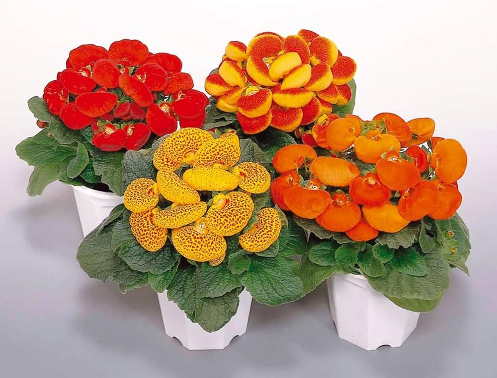Calceolaria Zapatilla Flower Seeds for Planting – Heirloom Non-GMO, High Germination Organic Garden Seeds