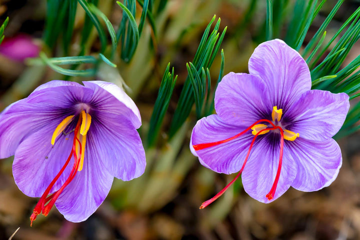 Flower Seeds, Seeds,Seeds For Planting,Plant Seeds
