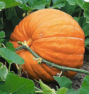 Fruit Seeds,Garden seeds, Seeds For Planting,Plant Seeds