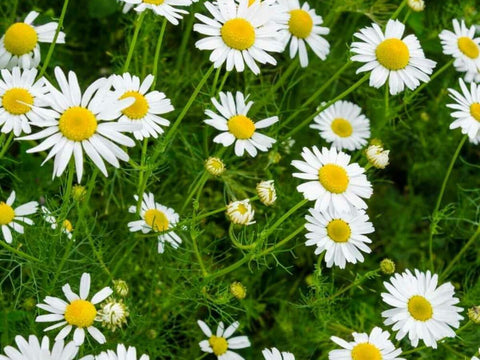 Flower Seeds, Seeds,Seeds For Planting,Plant Seeds
