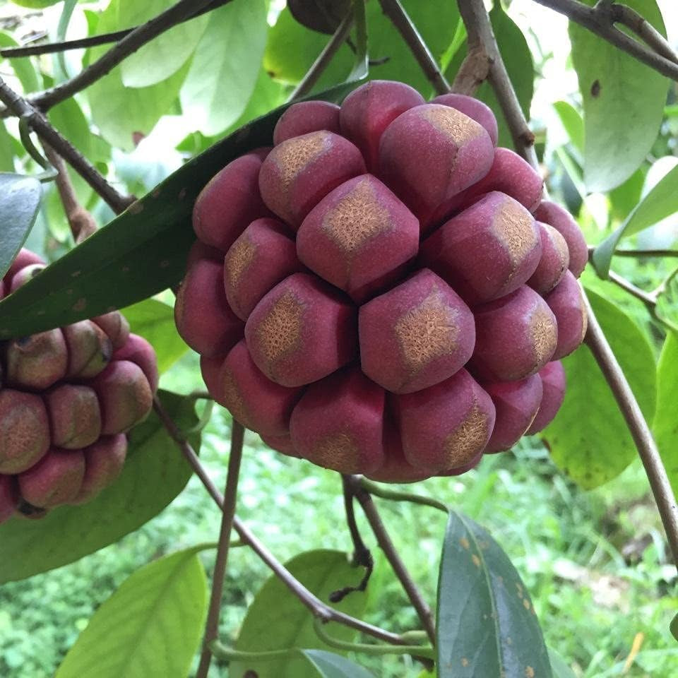 Fruit Seeds,Garden seeds, Seeds For Planting,Plant Seeds