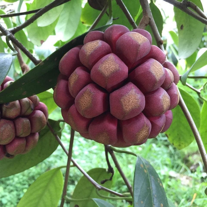 Fruit Seeds,Garden seeds, Seeds For Planting,Plant Seeds