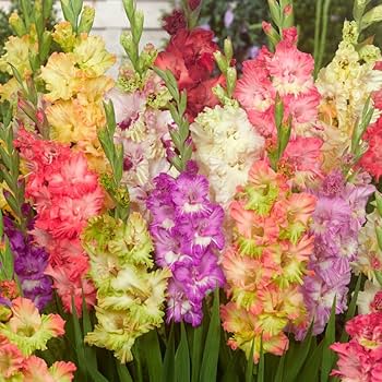 Gladiolus Flower Seeds for Planting, Mixed Colors – Fragrant Blossoms, Heirloom, Non-GMO, High Germination Organic Garden Seeds