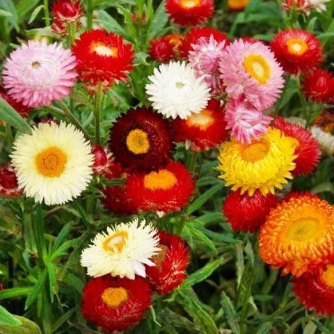 Flower Seeds, Seeds,Seeds For Planting,Plant Seeds
