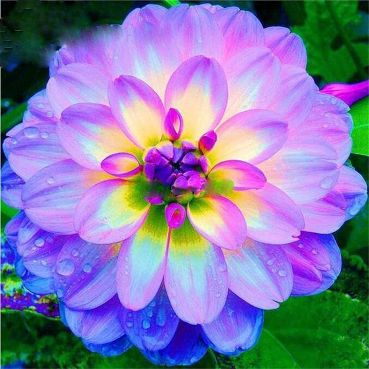 Blue Mix Dahlia Flower Seeds for Planting – Heirloom, Non-GMO, High Germination Organic Garden Seeds