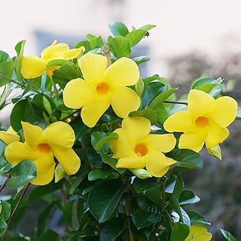 Heirloom Yellow Mandevilla Sanderi Flower Seeds for Planting – Shade Tolerant, Non-GMO, High Germination