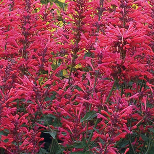 Flower Seeds, Seeds,Seeds For Planting,Plant Seeds