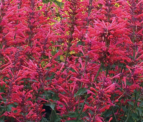 Flower Seeds, Seeds,Seeds For Planting,Plant Seeds