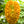 Yellow Bitter Gourd flower seeds for planting - Heirloom & Non-GMO Garden Seeds