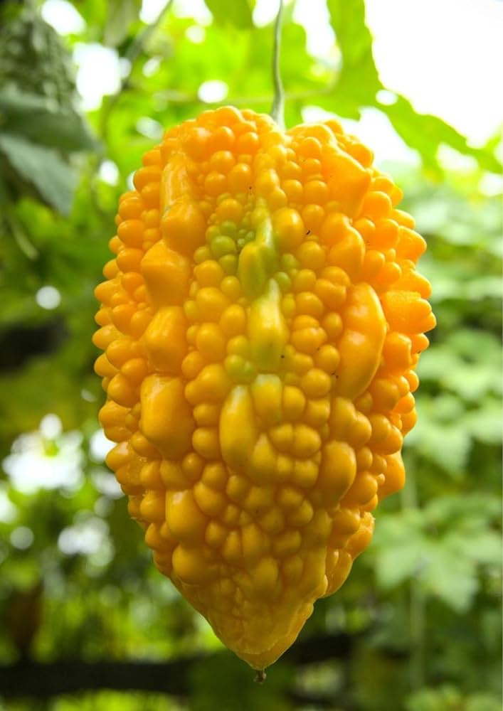 Yellow Bitter Gourd flower seeds for planting - Heirloom & Non-GMO Garden Seeds