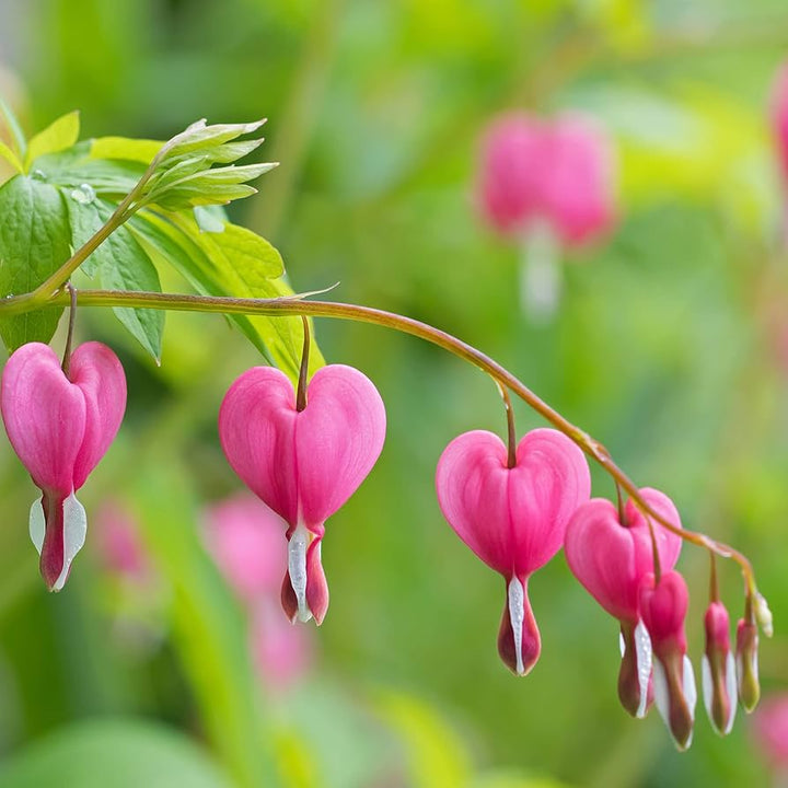 Bleeding Heart Flower Seeds for Planting – Heirloom Non-GMO Organic Garden Seeds, Elegant Shade Blooms