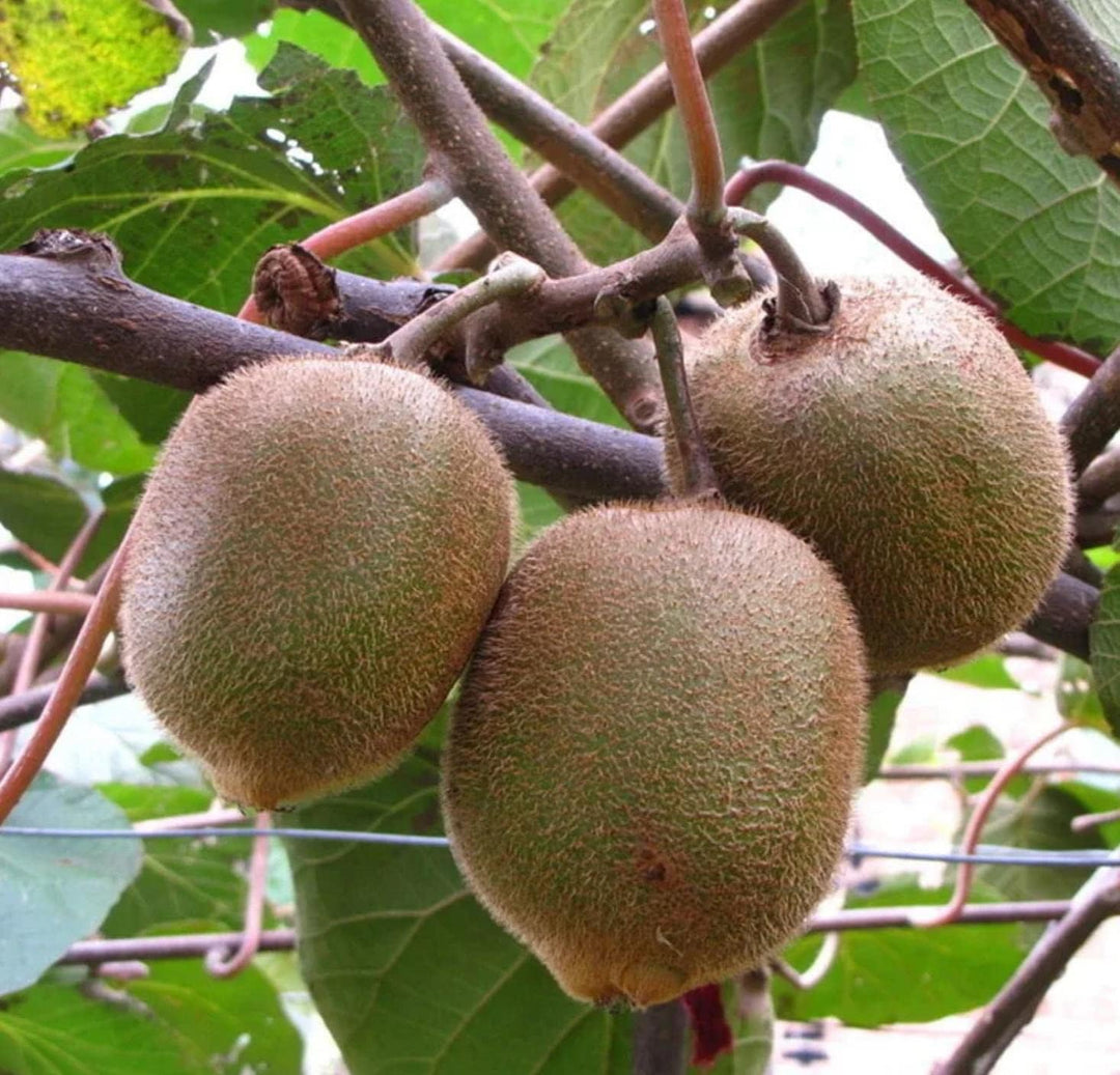 Jin Tao Kiwi fruit seeds for planting - Heirloom & Non-GMO garden seeds for mineral-rich exotic vines